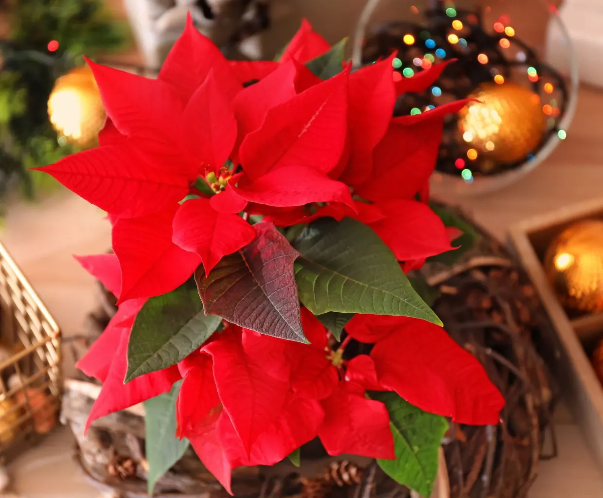 Flor de Pascua roja en una maceta junto a adornos dorados de Navidad
