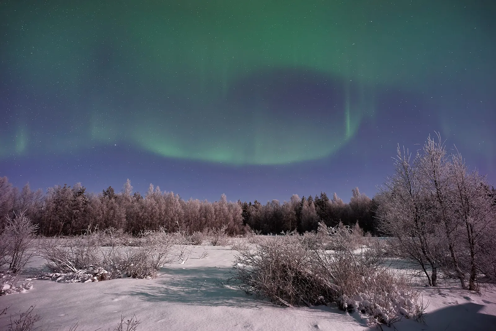 Aurora boreal verde sobre un paisaje nevado de Laponia, con abedules cubiertos de escarcha