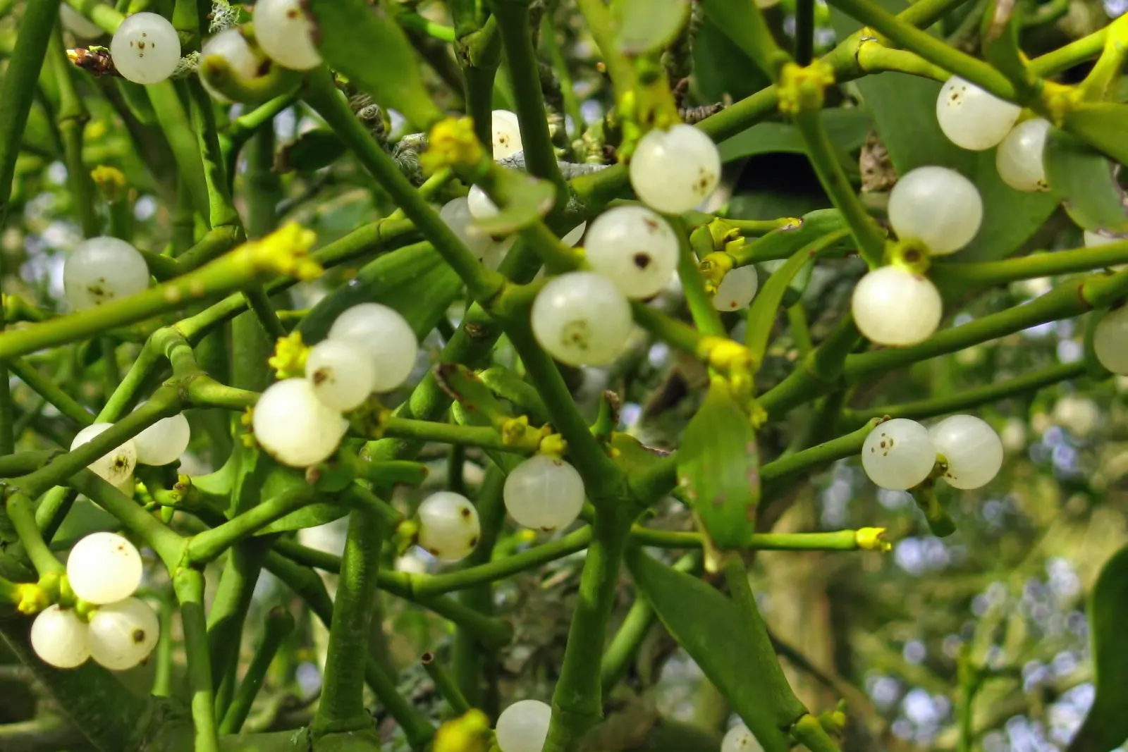 Ramas de muérdago con hojas verdes y bayas blancas, creciendo sobre un árbol