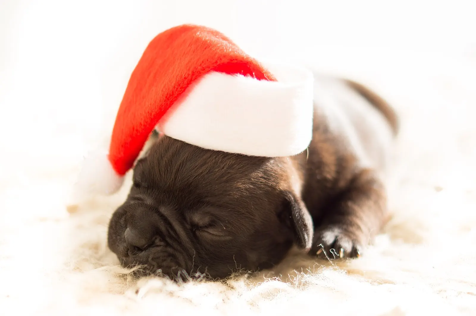 Cachorro de bulldog marrón dormido sobre una manta blanca con un gorro de Papá Noel rojo